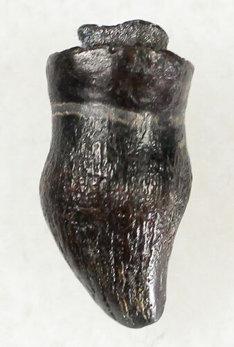 Nicely Preserved Thescelosaurus Tooth #20420